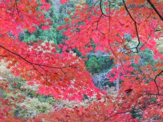 画像(320x240)・拡大画像(600x450)