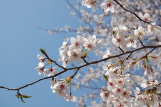 画像(320x212)・拡大画像(677x450)
