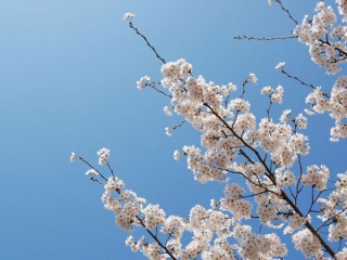 画像(320x240)・拡大画像(600x450)