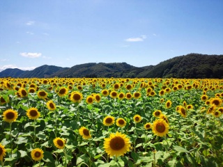 画像(320x240)・拡大画像(630x473)
