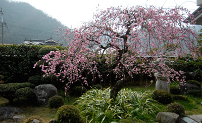 石榴