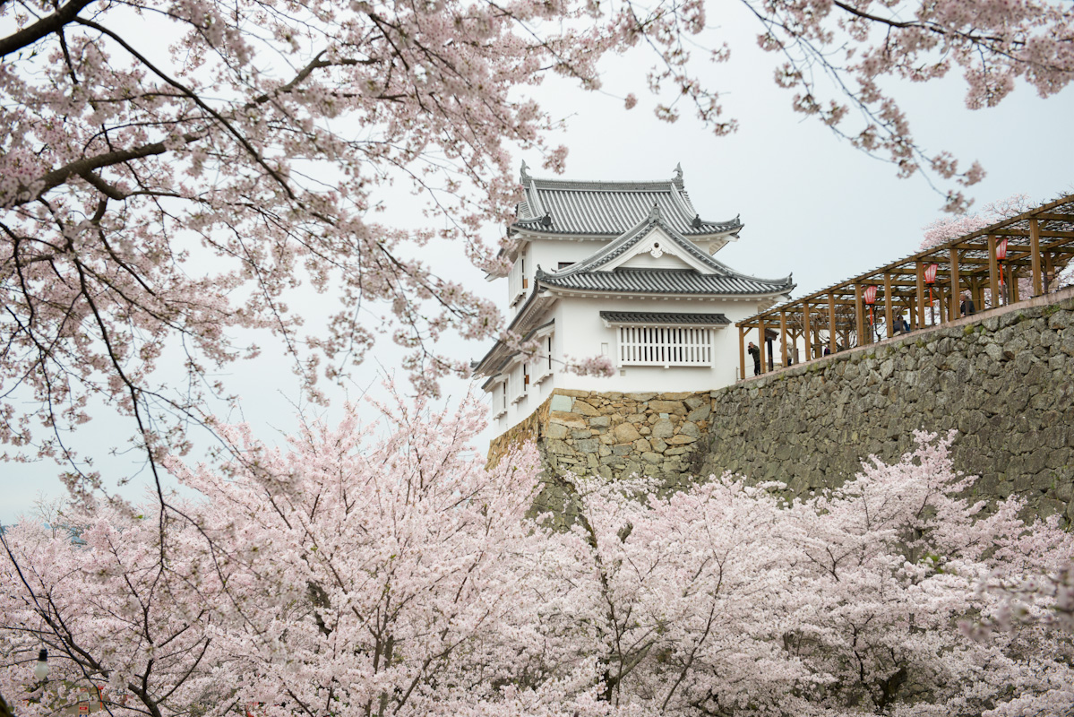 津山城（鶴山公園）の桜が満開になりました☆ | 岡山 湯郷温泉の旅館